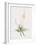 Anthericum Alooides-Pierre Joseph Redoute-Framed Giclee Print