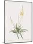 Anthericum Alooides-Pierre Joseph Redoute-Mounted Giclee Print