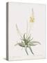 Anthericum Alooides-Pierre Joseph Redoute-Stretched Canvas