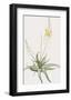 Anthericum Alooides-Pierre Joseph Redoute-Framed Giclee Print