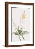 Anthericum Alooides-Pierre Joseph Redoute-Framed Giclee Print