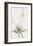 Anthericum Alooides-Pierre Joseph Redoute-Framed Giclee Print