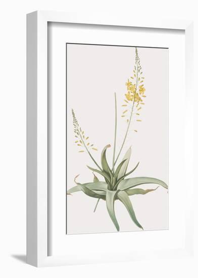 Anthericum Alooides-Pierre Joseph Redoute-Framed Giclee Print