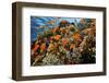 Anthias fish by Fire coral and soft coral, Ras Mohammed National Park, Egypt, Red Sea-Linda Pitkin-Framed Photographic Print