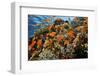 Anthias fish by Fire coral and soft coral, Ras Mohammed National Park, Egypt, Red Sea-Linda Pitkin-Framed Photographic Print