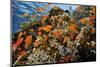 Anthias fish by Fire coral and soft coral, Ras Mohammed National Park, Egypt, Red Sea-Linda Pitkin-Mounted Photographic Print