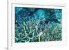 Anthias Fish In Coral-Matthew Oldfield-Framed Photographic Print