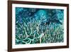 Anthias Fish In Coral-Matthew Oldfield-Framed Photographic Print