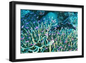 Anthias Fish In Coral-Matthew Oldfield-Framed Photographic Print