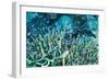 Anthias Fish In Coral-Matthew Oldfield-Framed Photographic Print