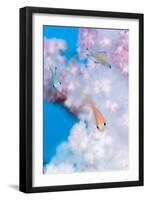 Anthias In Soft Coral-Matthew Oldfield-Framed Photographic Print