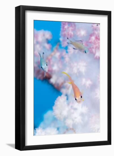 Anthias In Soft Coral-Matthew Oldfield-Framed Photographic Print