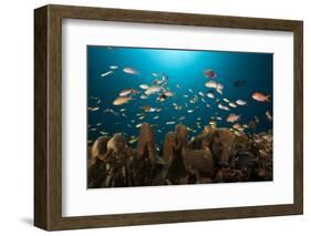 Anthias in the Coral Reef, Indonesia-Reinhard Dirscherl-Framed Photographic Print