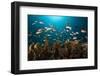 Anthias in the Coral Reef, Indonesia-Reinhard Dirscherl-Framed Photographic Print