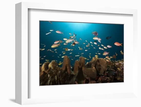 Anthias in the Coral Reef, Indonesia-Reinhard Dirscherl-Framed Photographic Print