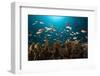 Anthias in the Coral Reef, Indonesia-Reinhard Dirscherl-Framed Photographic Print