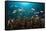 Anthias in the Coral Reef, Indonesia-Reinhard Dirscherl-Framed Stretched Canvas