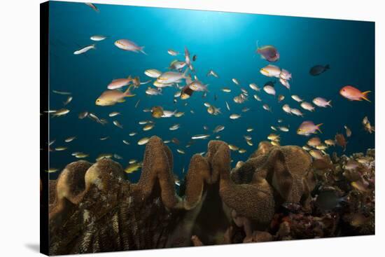 Anthias in the Coral Reef, Indonesia-Reinhard Dirscherl-Stretched Canvas