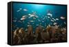 Anthias in the Coral Reef, Indonesia-Reinhard Dirscherl-Framed Stretched Canvas