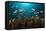 Anthias in the Coral Reef, Indonesia-Reinhard Dirscherl-Framed Stretched Canvas