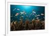 Anthias in the Coral Reef, Indonesia-Reinhard Dirscherl-Framed Photographic Print