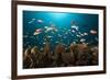 Anthias in the Coral Reef, Indonesia-Reinhard Dirscherl-Framed Photographic Print