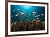 Anthias in the Coral Reef, Indonesia-Reinhard Dirscherl-Framed Photographic Print