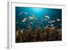 Anthias in the Coral Reef, Indonesia-Reinhard Dirscherl-Framed Photographic Print