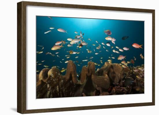 Anthias in the Coral Reef, Indonesia-Reinhard Dirscherl-Framed Photographic Print