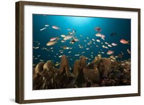 Anthias in the Coral Reef, Indonesia-Reinhard Dirscherl-Framed Photographic Print