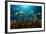 Anthias in the Coral Reef, Indonesia-Reinhard Dirscherl-Framed Photographic Print