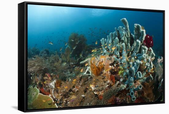 Anthias in the Coral Reef, Indonesia-Reinhard Dirscherl-Framed Stretched Canvas