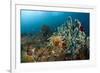 Anthias in the Coral Reef, Indonesia-Reinhard Dirscherl-Framed Photographic Print