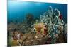 Anthias in the Coral Reef, Indonesia-Reinhard Dirscherl-Mounted Photographic Print