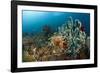 Anthias in the Coral Reef, Indonesia-Reinhard Dirscherl-Framed Photographic Print