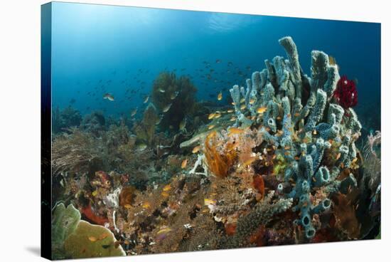 Anthias in the Coral Reef, Indonesia-Reinhard Dirscherl-Stretched Canvas