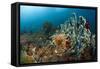 Anthias in the Coral Reef, Indonesia-Reinhard Dirscherl-Framed Stretched Canvas