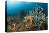 Anthias in the Coral Reef, Indonesia-Reinhard Dirscherl-Stretched Canvas