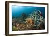 Anthias in the Coral Reef, Indonesia-Reinhard Dirscherl-Framed Photographic Print