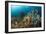 Anthias in the Coral Reef, Indonesia-Reinhard Dirscherl-Framed Photographic Print