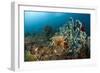 Anthias in the Coral Reef, Indonesia-Reinhard Dirscherl-Framed Photographic Print