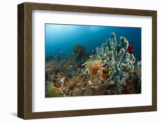 Anthias in the Coral Reef, Indonesia-Reinhard Dirscherl-Framed Photographic Print