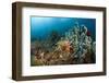 Anthias in the Coral Reef, Indonesia-Reinhard Dirscherl-Framed Photographic Print