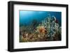 Anthias in the Coral Reef, Indonesia-Reinhard Dirscherl-Framed Photographic Print