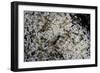 Anthill under a Stone - Pupa, Workers and Queen-Paul Starosta-Framed Photographic Print