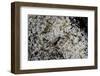 Anthill under a Stone - Pupa, Workers and Queen-Paul Starosta-Framed Photographic Print