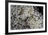 Anthill under a Stone - Pupa, Workers and Queen-Paul Starosta-Framed Photographic Print