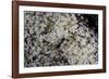 Anthill under a Stone - Pupa, Workers and Queen-Paul Starosta-Framed Photographic Print