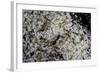 Anthill under a Stone - Pupa, Workers and Queen-Paul Starosta-Framed Photographic Print