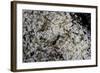 Anthill under a Stone - Pupa, Workers and Queen-Paul Starosta-Framed Photographic Print